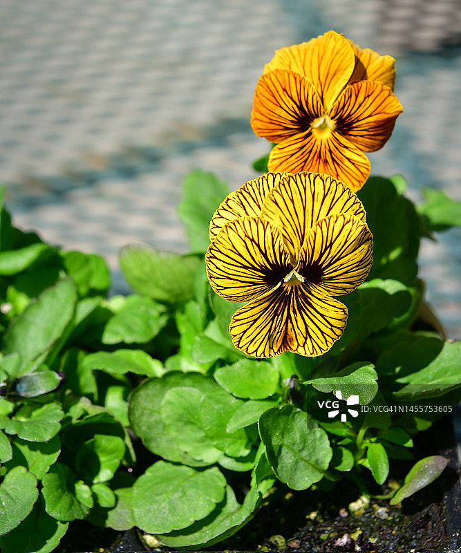 花园中黄色条纹三色堇特写图片素材