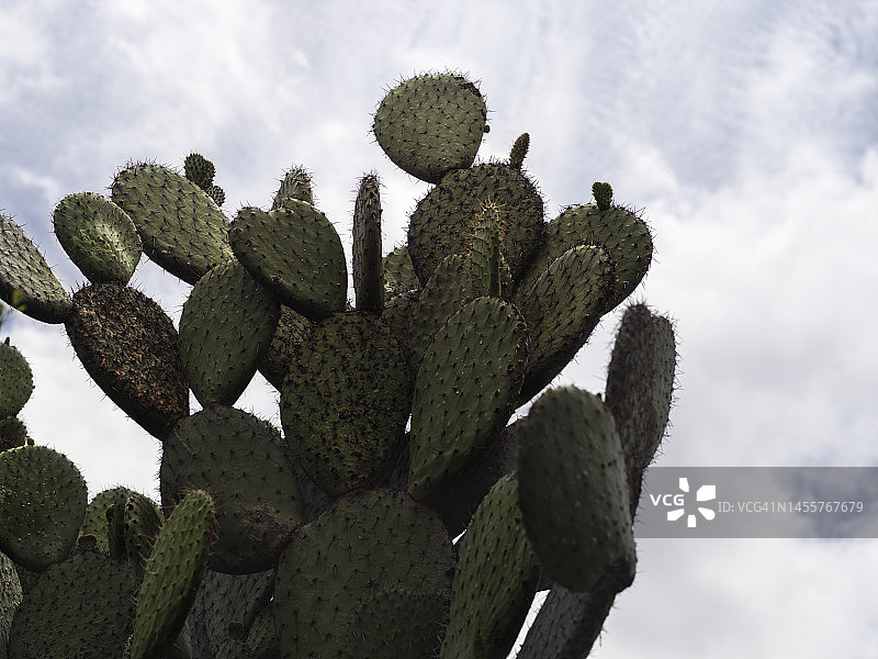 仙人掌图片素材