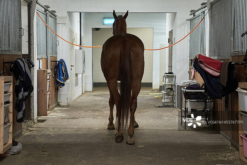 在马厩里，一匹纯种马被拴着缰绳，等待着被套上马鞍。宽幅照片，有复制空间。图片素材