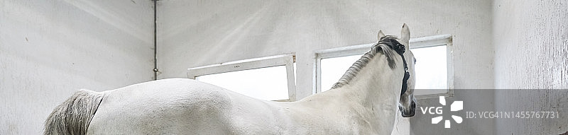 马厩中白色背景的纯种白马banner图片素材