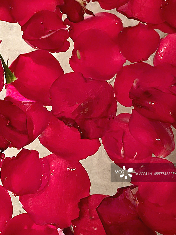 水中的玫瑰花瓣图片素材