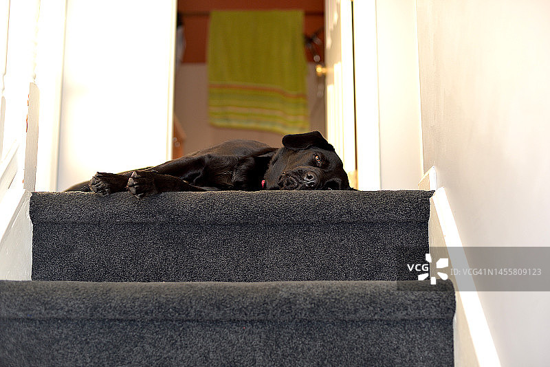 黑色拉布拉多巡回犬在楼梯上休息图片素材