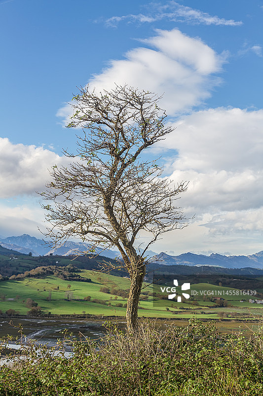 冬天的树图片素材