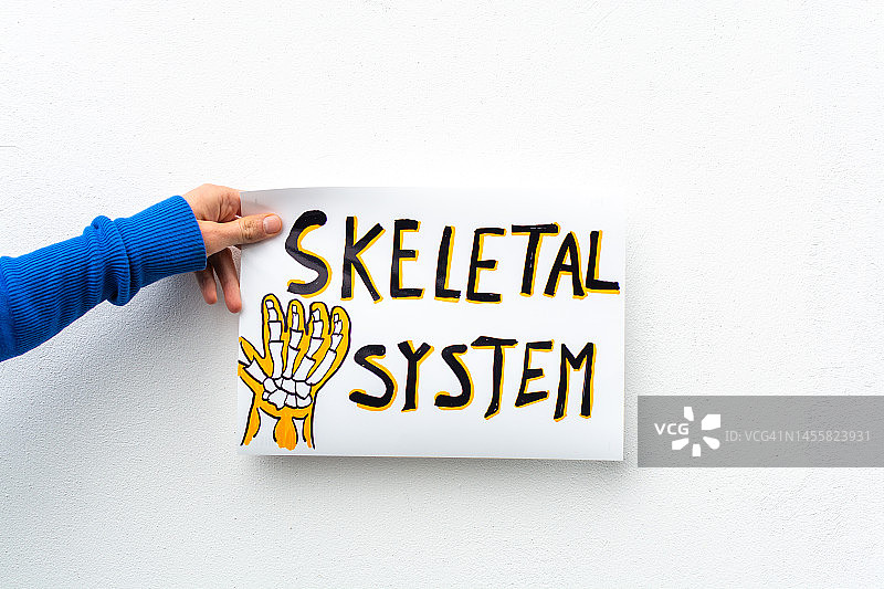 骨骼系统海报图片素材