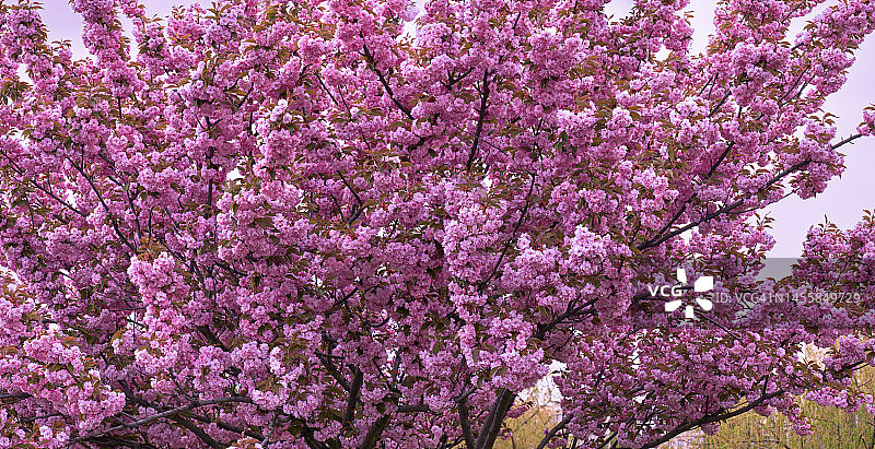 锈樱桃图片素材