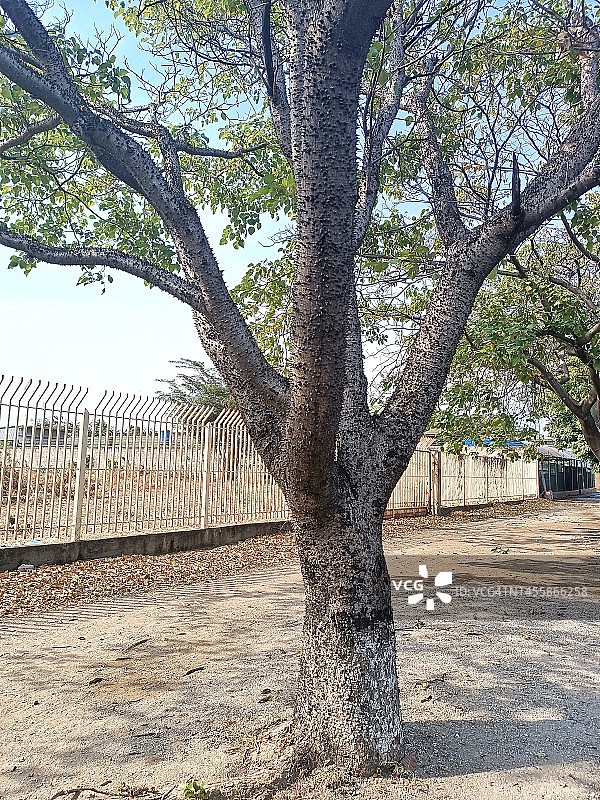 sandbox树图片素材