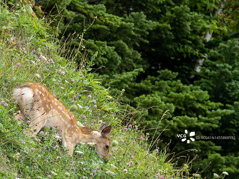 北海道知床半岛的虾夷鹿图片素材