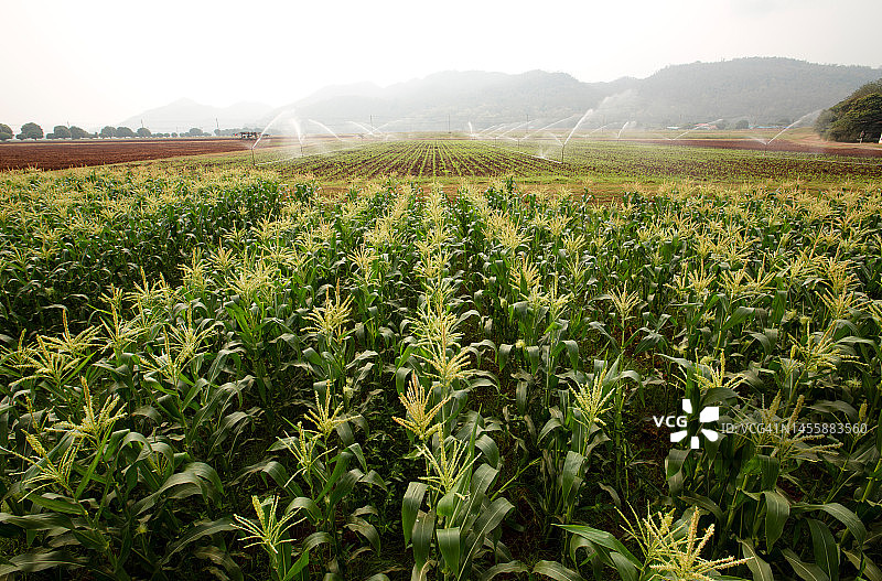 玉米农场农业生产力图片素材