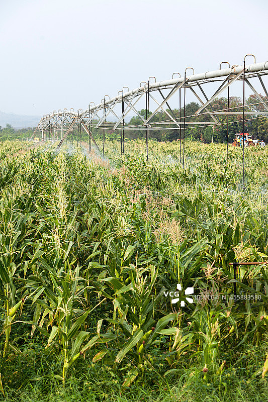 玉米农场农业生产力图片素材