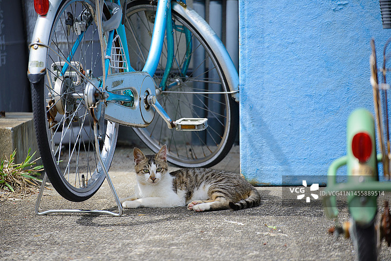 猫在自行车下休息图片素材