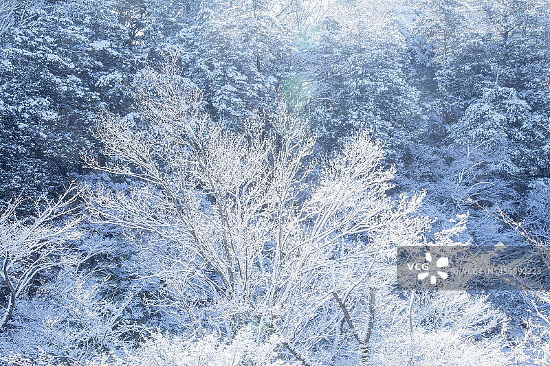 白色森林图片素材