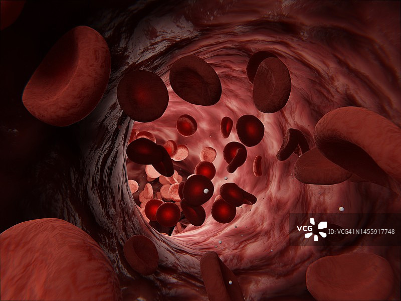 循环系统：在动脉中流动的红细胞图片素材
