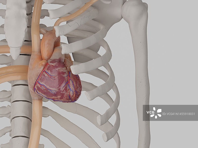 肋骨中的人体心脏图片素材