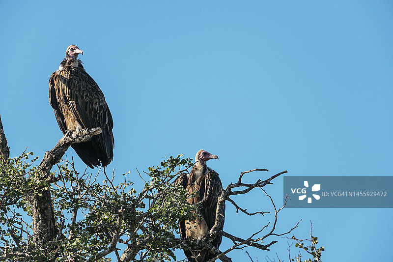 南非克鲁格国家公园，秃鹫在树顶上图片素材
