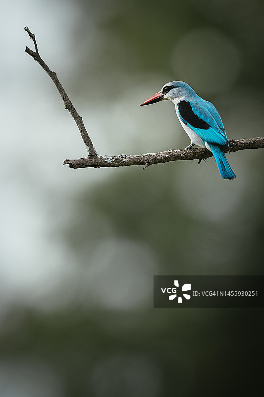 南非克鲁格国家公园：林地翠鸟在树枝上图片素材