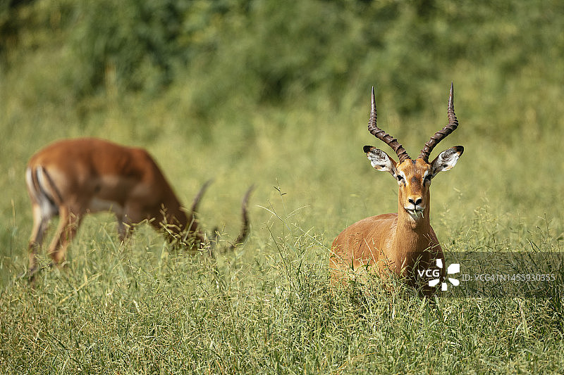 南非克鲁格国家公园，草地上 Impalas 羚羊图片素材