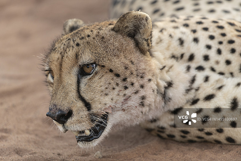 南非马拉凯勒国家公园：猎豹特写图片素材