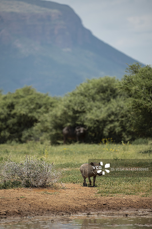 南非马拉凯勒国家公园，疣猪在水坑边图片素材
