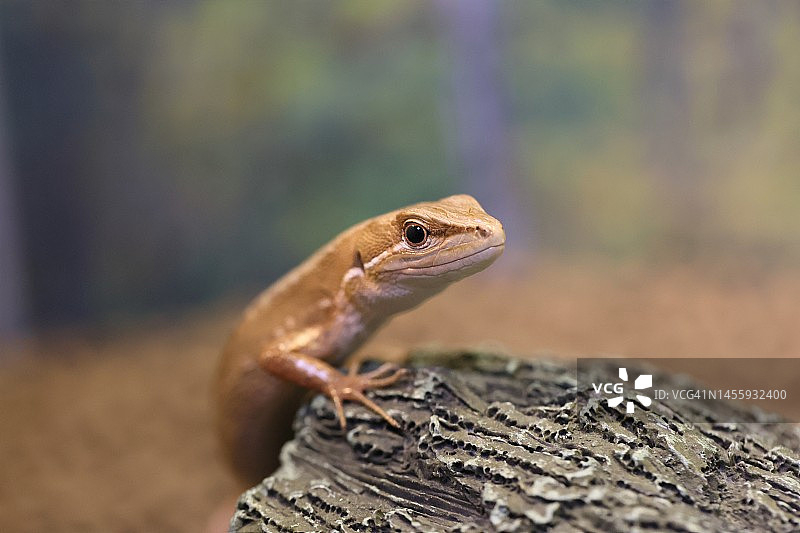 石制避难所侧视中的日本草蜥宠物画像图片素材