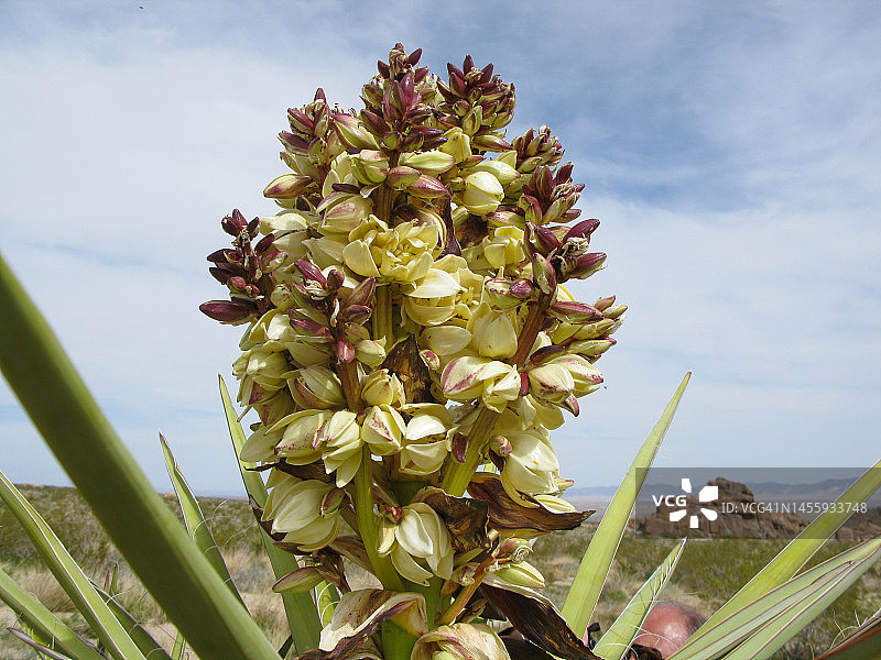 约书亚树国家公园印第安湾营地丝兰花图片素材