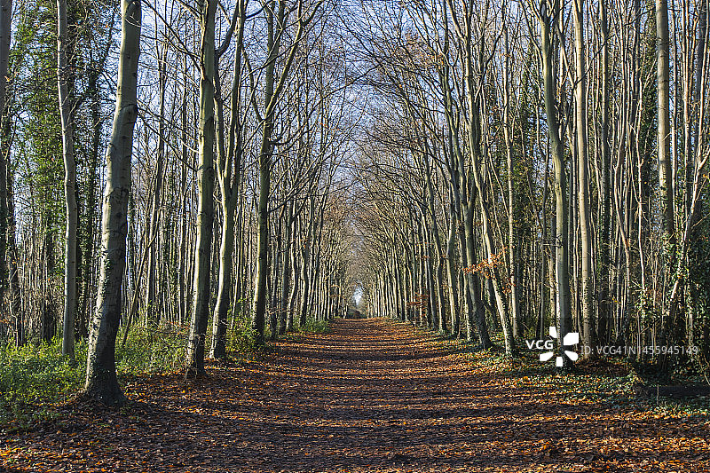阳光明媚的冬日林地小路的优美景色图片素材