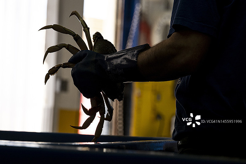 工人准备珍宝蟹图片素材