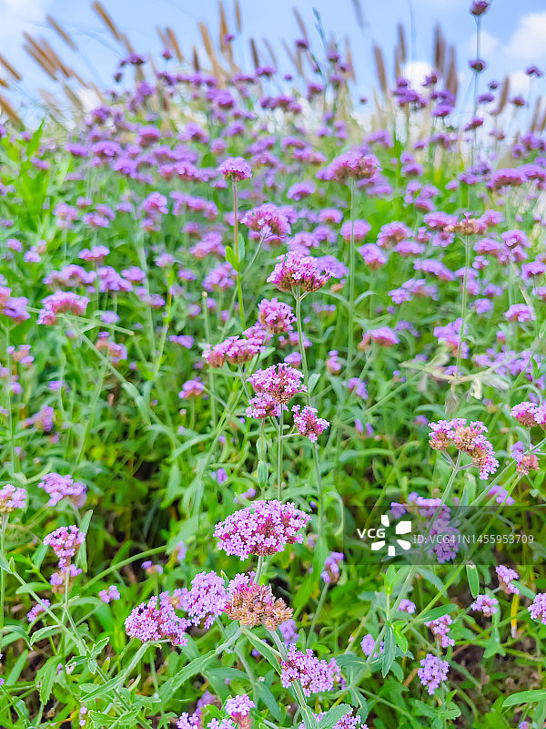 柳叶马鞭草图片素材