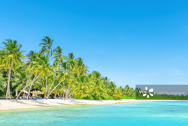 斯里兰卡米瑞莎海滩的椰子树图片素材