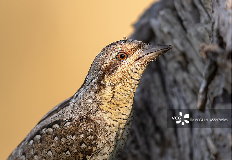 唯一的幸存者图片素材