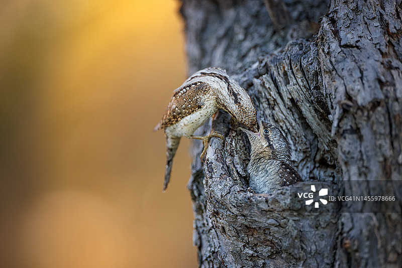 蚁鴷喂食幼鸟图片素材