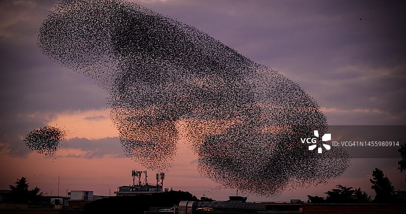 团结就是力量：椋鸟群图片素材