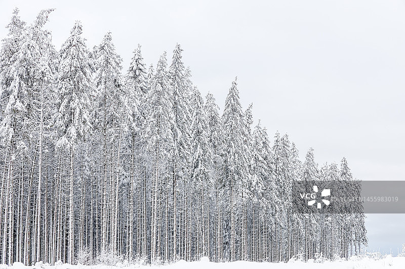 积雪的针叶林图片素材