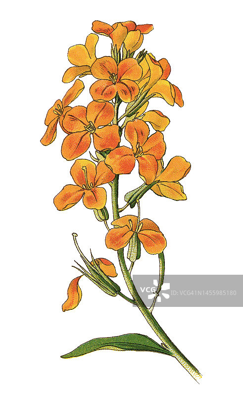 原产于希腊的墙花（桂竹香）古老彩色石印植物插图图片素材