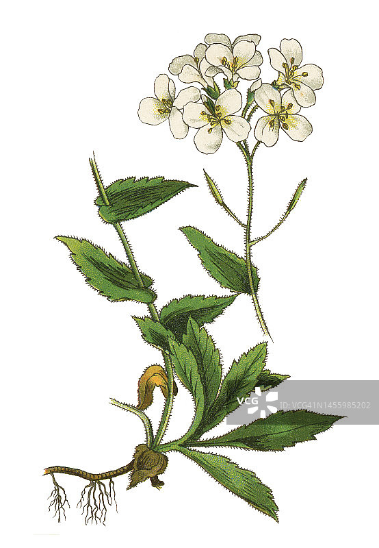 高山庭荠植物复古彩石版画插图图片素材