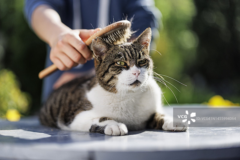 青少年男孩在后院给猫梳毛图片素材