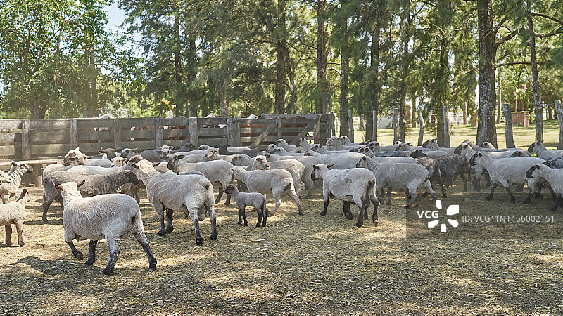 田野里的美利奴母羊和小羊羔图片素材