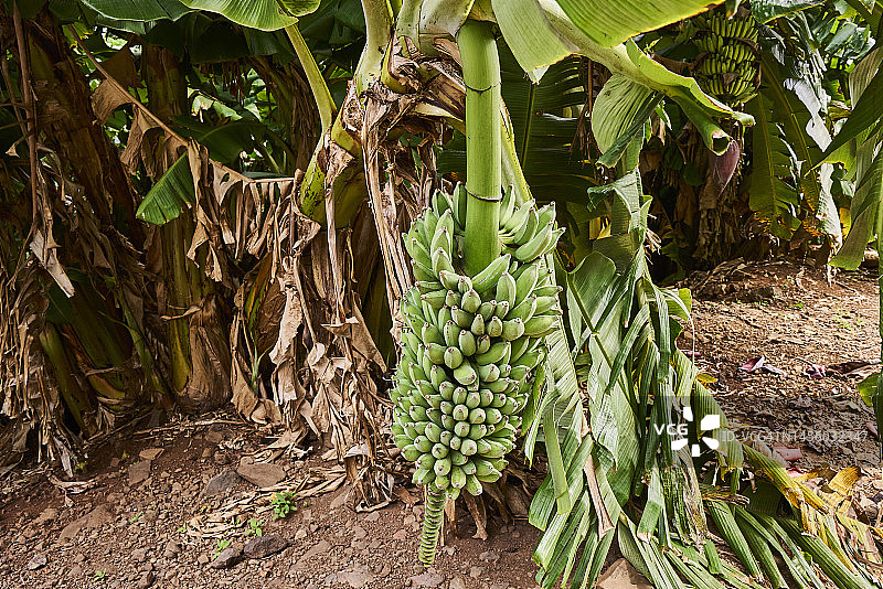 棕榈叶上的香蕉图片素材