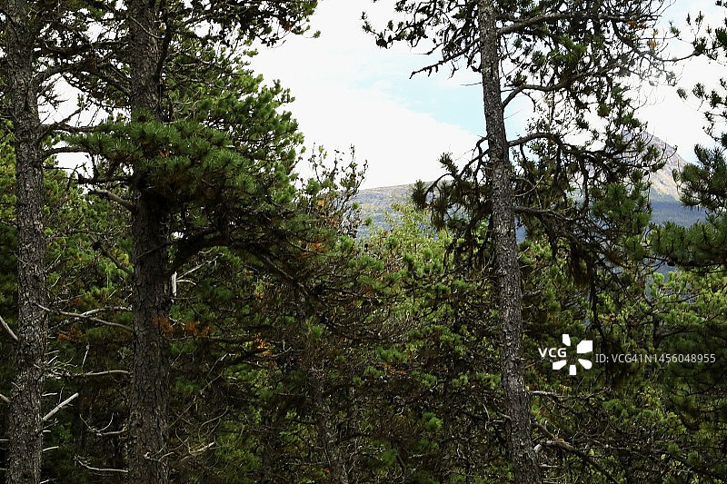 树林遮挡山脉图片素材