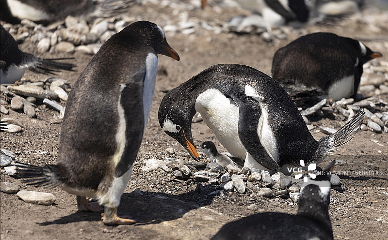 巴布亚企鹅，海狮岛，福克兰群岛图片素材