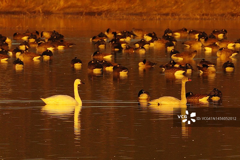 黄金时段的天鹅和鹅图片素材