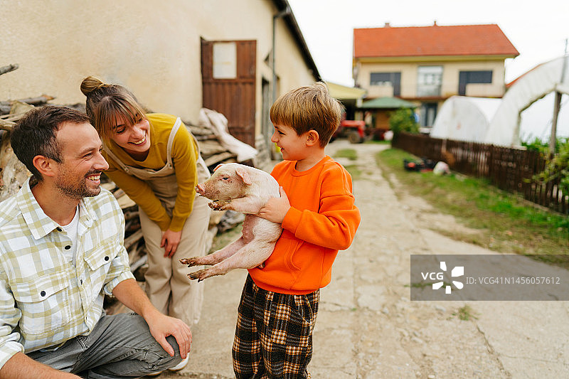 照顾我们的小猪图片素材