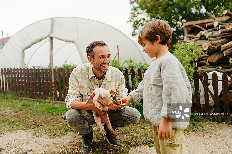 照顾小猪图片素材