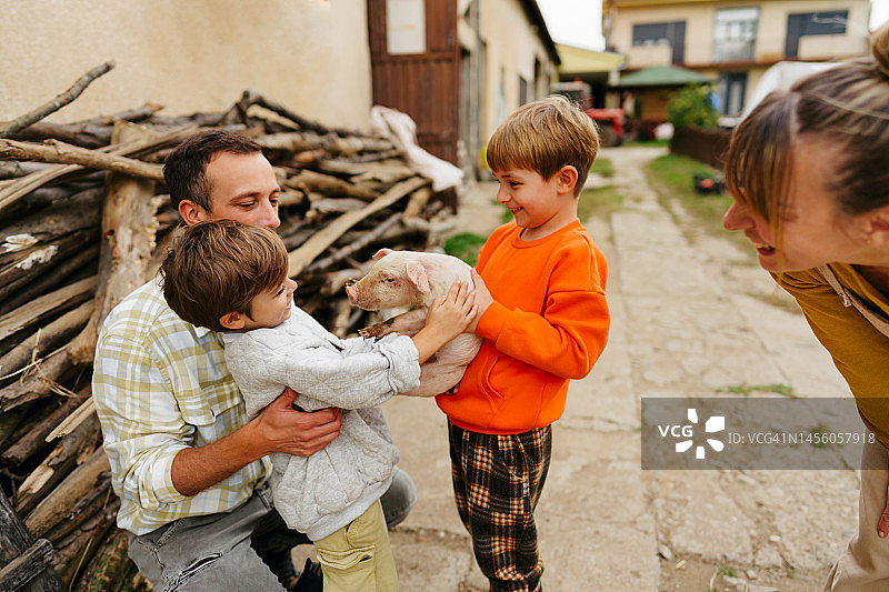 照顾我们的小猪图片素材