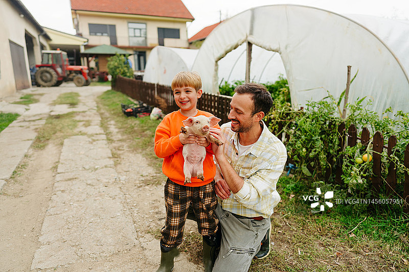 照顾小猪图片素材