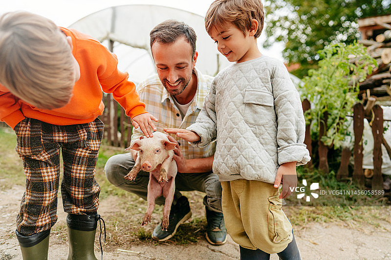照顾我们的小猪图片素材