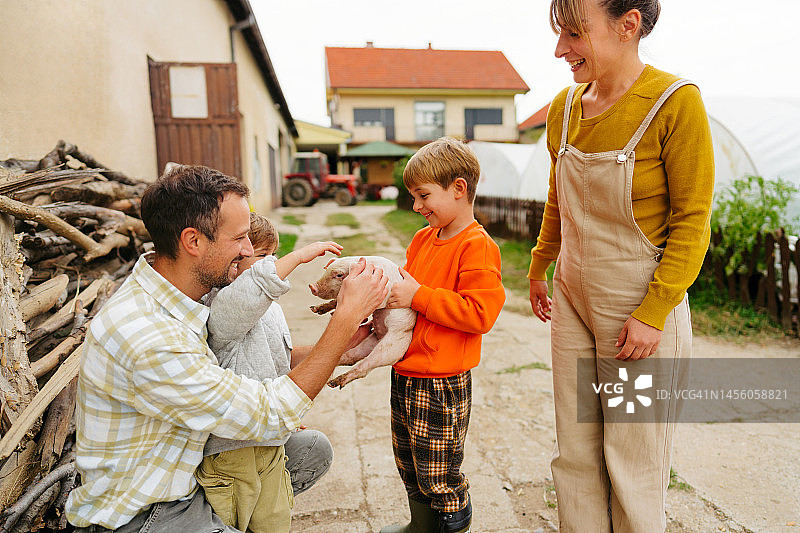 照顾我们的小猪图片素材