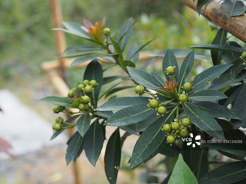 金蒲桃图片素材