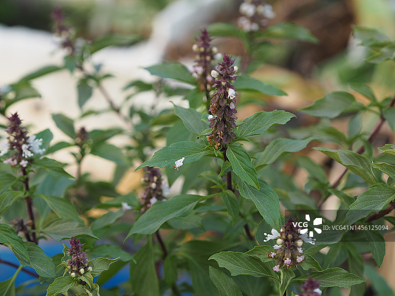 泰国甜罗勒图片素材