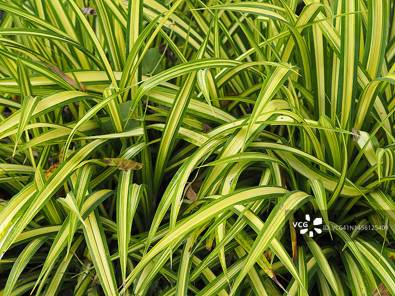 银边草图片素材