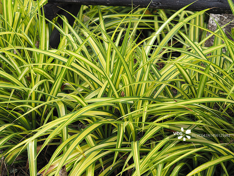 银边草图片素材